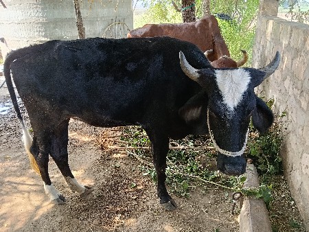 આ ગાય અને વાશડી 1.5/2 મહીના થયાસે