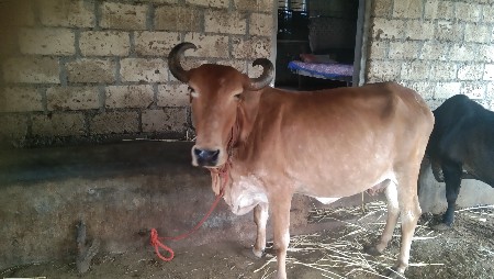 20 થી 25 દિવસની કાચી છે