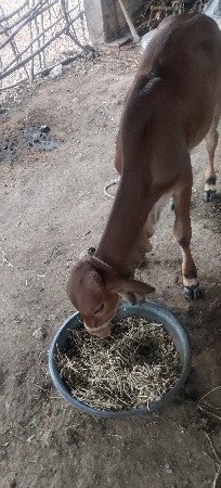 5 મહિના