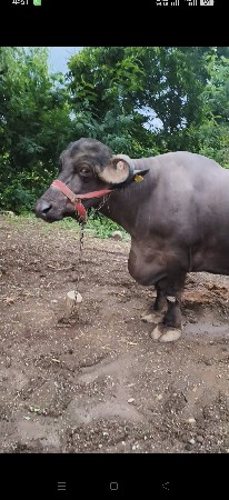 3વેતર ની ભેંસ