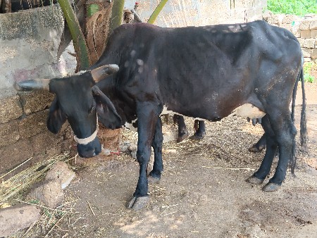 આ ગાય વેચવાની છે