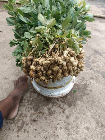 39 નંબર ઓરામાં માંડવી વેચવાની
