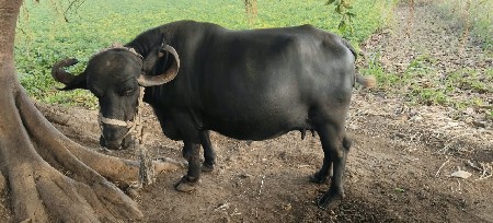 ભેંસ વેચવાની છે