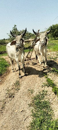 ગોધલા