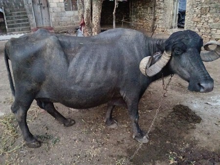 વેસવા ની સે