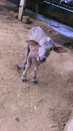 ભુરી પાડી