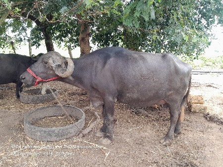 ભેંસ