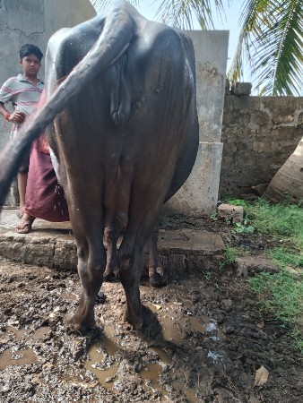 ને વેતરી ખડાઈ વેચવાની છે