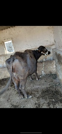 9624472172
