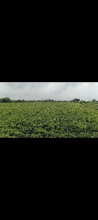 જમીન વેચવાની છે