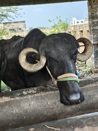 bhesh vechvani chhe