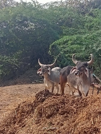 બિજી ઘર નો બળદ છે