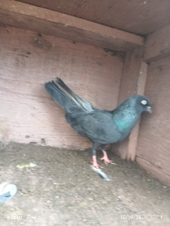 કબૂતર વેચવાના છે