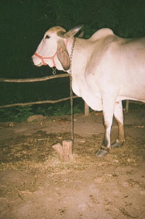 ગાય