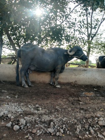 ભેંસ વેચવાની છે