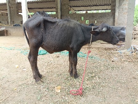 બે ખડેલી વેસવાની છે