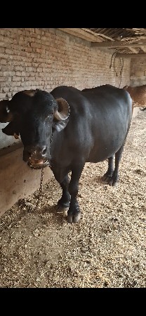 બીજુ વેતર ભેંસ