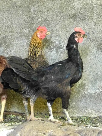 ગુજરાત કાલાવડ