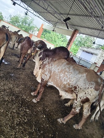 ધણખૂટ હડલા બદલી કરવાનો છે