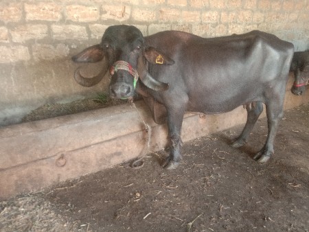 ભેસ.વેચવાની.છે