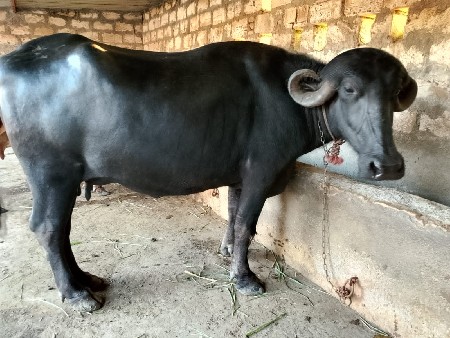 ભેંસ વેસવા ની છે