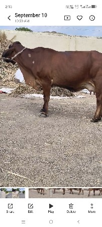 ક્રોસ ગાય વેચવાની છે