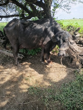 ભીમસી ભાઈ બંધીયા
