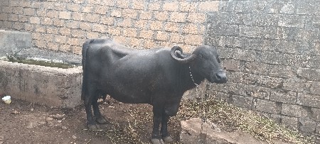 ભેશ વેસવાનિ છે