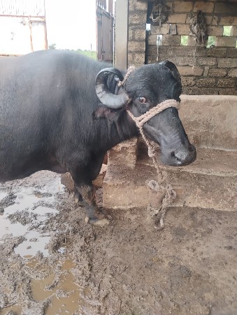 ભેંસ વેચવાની છે.