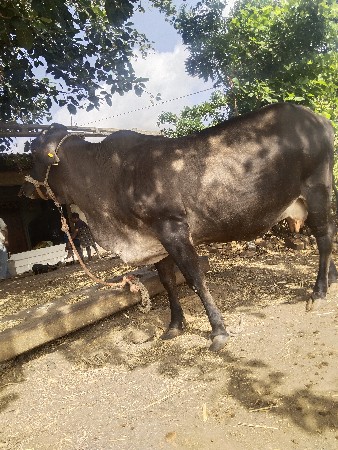 hf કાંકરેજ ક્રોસ બીજું વ્યાસે