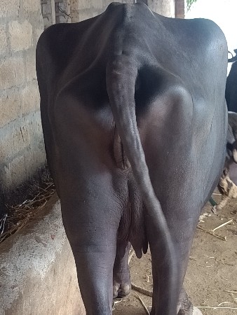 પેલવેતરો ખડેલો વેચવાનો છે