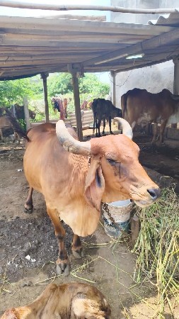 તાજી વિયાનેલી ગાય વેચવાની છે