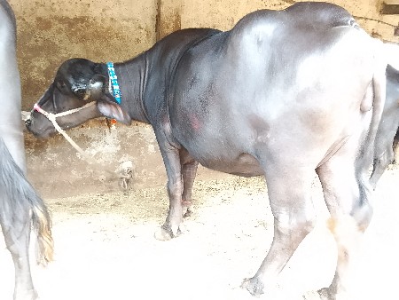 ભેસુ વેચવાની યુ છે