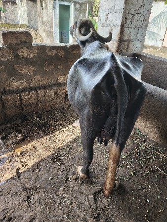 ભેંસ વેચવાની છે