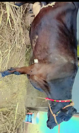 HF ગાય આપવાની