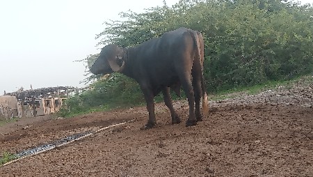 આ પાડો વેચવાનો છે