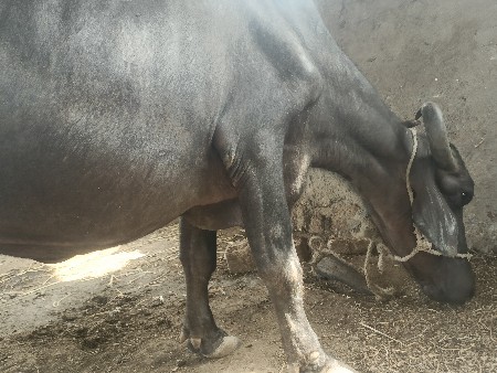 પેલ વેતરી ખળેલી વેચવા ની છે