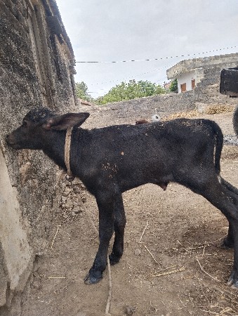 padi devani se parva