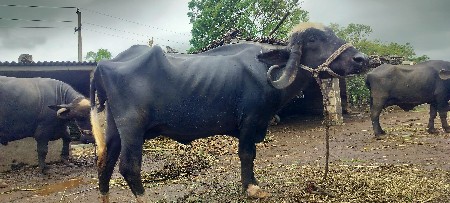 ભેંસ વેચવાની છે