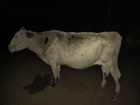 જર્સી ગાય વેચવાની છે