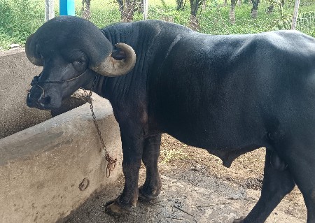 પાડો વેચવાનો છે. pado