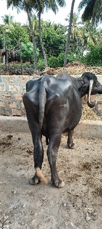 bhesh vechvani che
