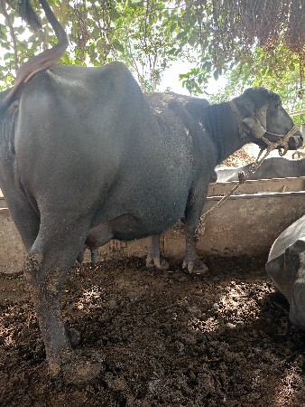 ભેંસ વેચવાની છે