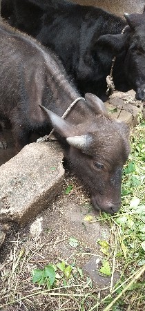 પાડો વેચવાનો છે