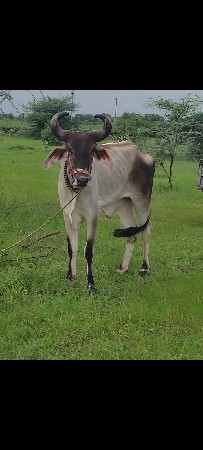 બળદ