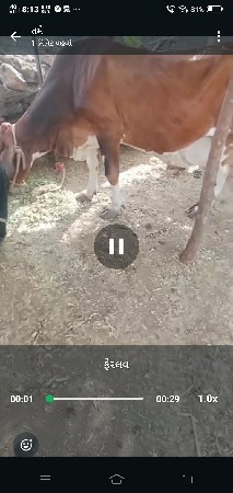 ગાય વૈશવાની છે