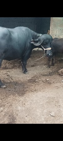 ભેસ વેચવાની છે