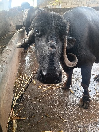 ભેંસ વેચવાની છે