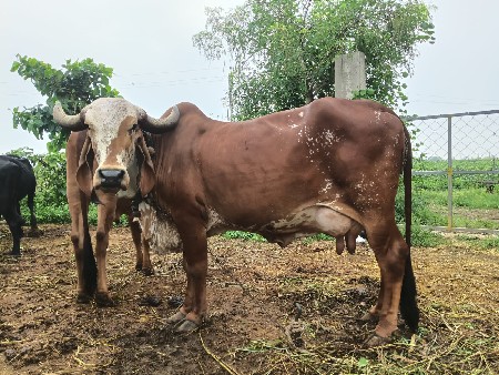 વેસવાની