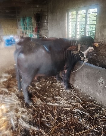 ભેંસ વેચવાની છે.